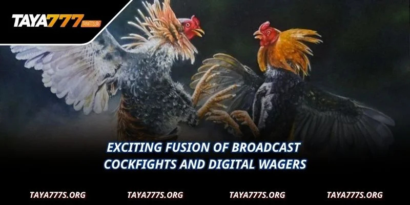 Exciting fusion of broadcast cockfights and digital wagers